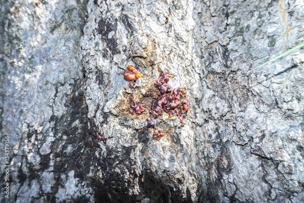 Fototapeta Solid resin on tree