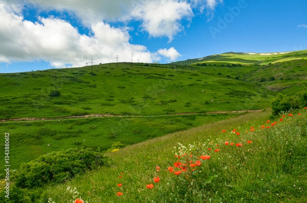 Obraz red poppies on alpine meadows of Teghenis Mountain (Tsaghkadzor, Armenia)