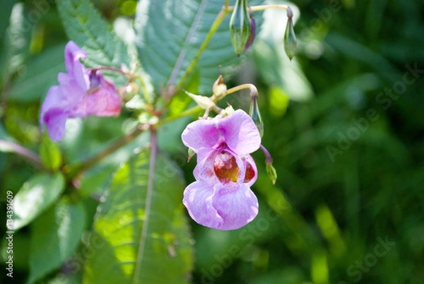 Fototapeta Rosa blühende Gauklerblume im Sonnenlicht, Mimulus ringens, Monkeyflower 