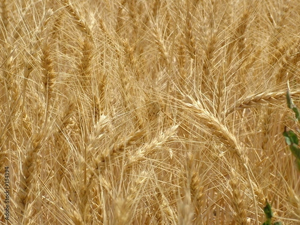Fototapeta wheat field