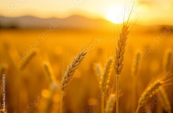 Fototapeta Ears of wheat in the field