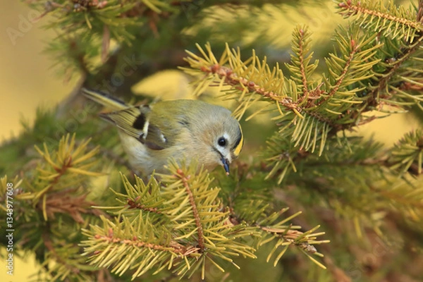 Fototapeta Goldcrest, Regulus regulus, the smallest European bird on conifer tree