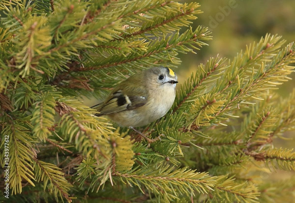 Fototapeta Goldcrest, Regulus regulus, the smallest European bird on conifer tree