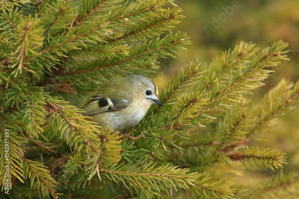 Fototapeta Goldcrest, Regulus regulus, the smallest European bird on conifer tree