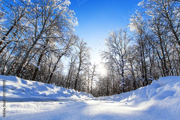 Fototapeta зимний лес в мороз