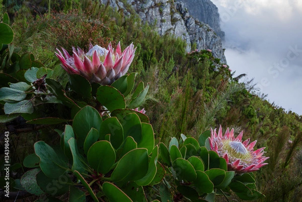 Obraz King Proteas in full bloom high up on a misty mountain slope.