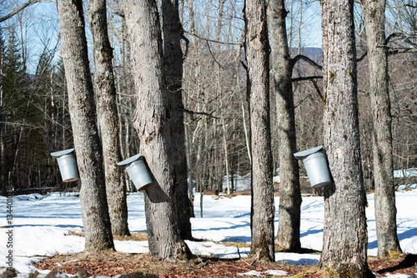 Fototapeta End of Winter Sap Buckets on Trees