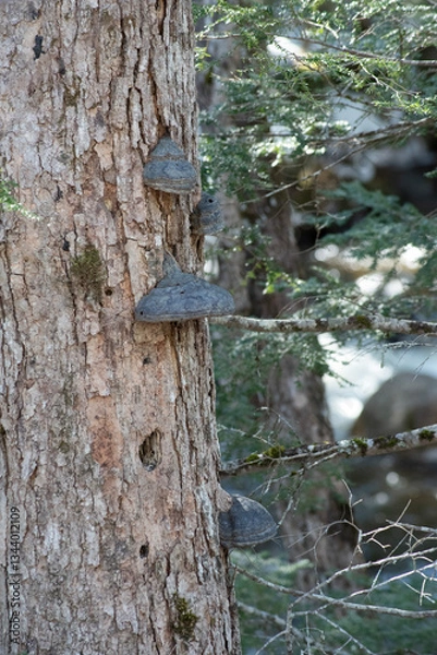 Fototapeta Tree Mushrooms