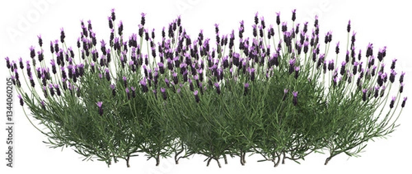 Fototapeta 3d render of French lavender bush or lavandula,,isolated over transparent background, PNG cut-out	
