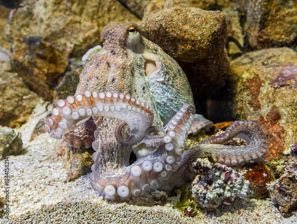 Obraz Close-up view of a Common Octopus (Octopus vulgaris)