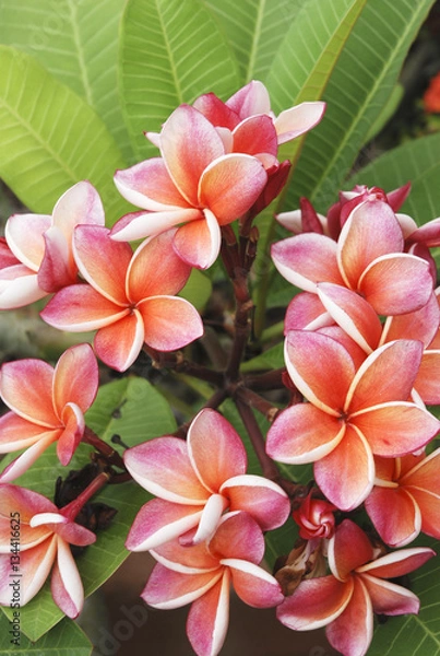 Obraz plumeria