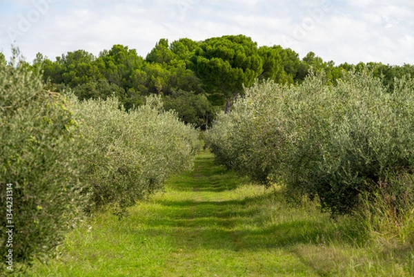Fototapeta olive trees with green olives