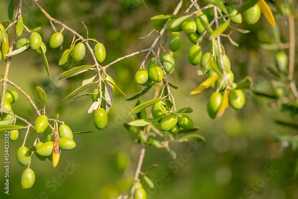 Fototapeta olive trees with green olives