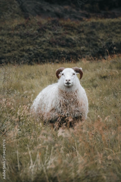 Obraz Icelandic sheep