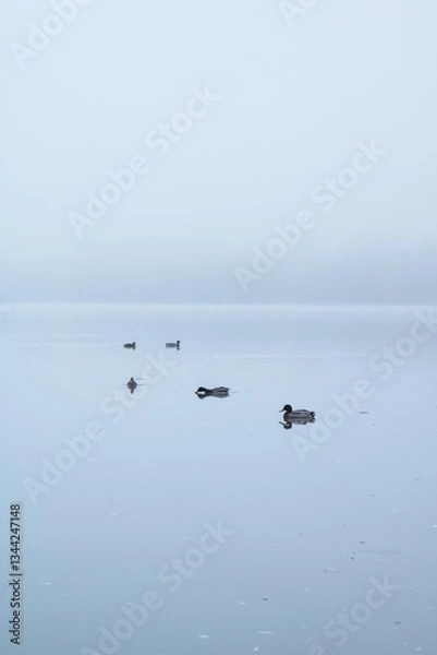 Obraz Floating Ducks in the fog