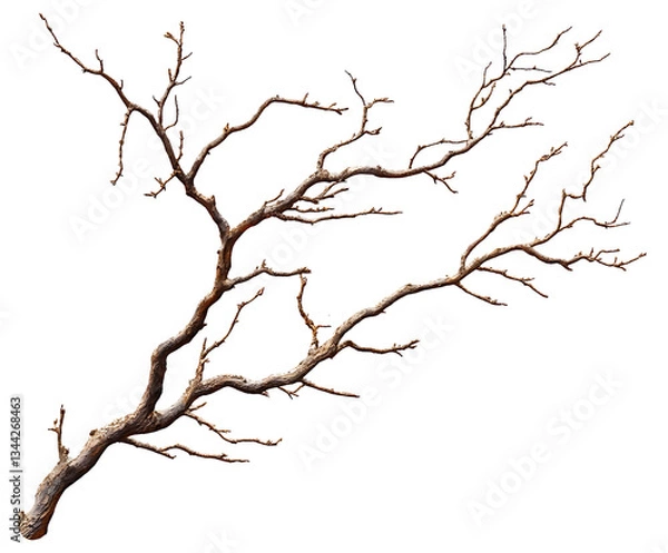 Obraz A gnarled, bare tree branch isolated on a white background, showcasing intricate details and textures.