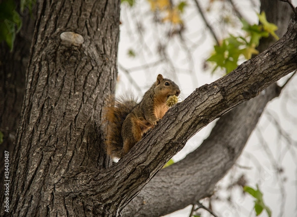 Obraz Squirrel in a tree