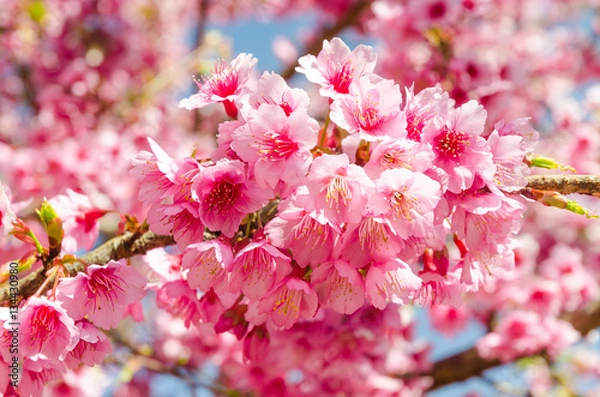 Fototapeta Japanese sakura cherry blossom with soft focus on blue sky