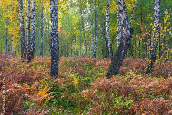 Obraz Autumn forest.