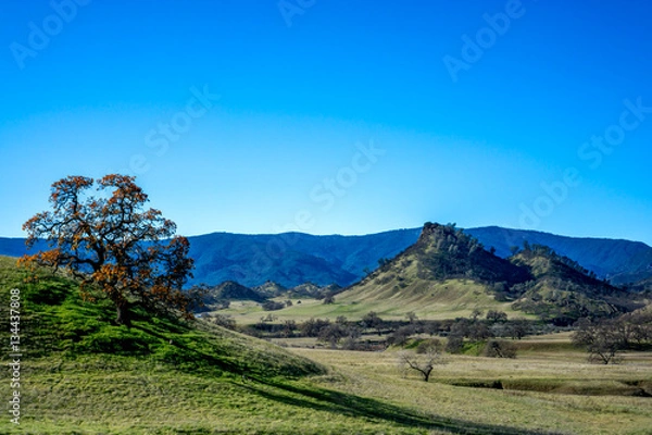 Obraz Lone tree in the countryside