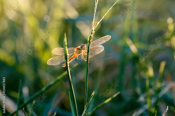 Obraz dragonfly on grass with warm light