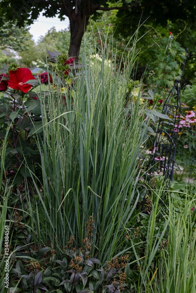 Obraz Northwind ornamental grasses, Pillars of olive blue-green blades provide strong vertical form - great as an accent or in a row for screening provide privacy in this suburban garden