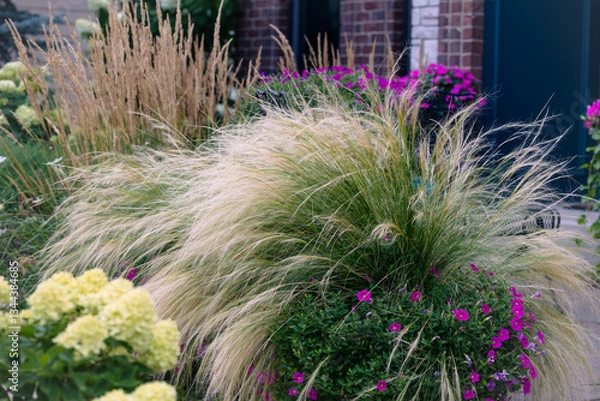 Obraz Mexican feather grass cascading down with pink petunias in a container. Airy feathery blooms add movement, arching blades cre soft, flowing texture that gives the contain a graceful look.
