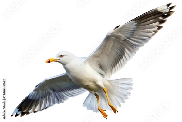 Fototapeta A Stunning Closeup of a Seagull in Flight Against a Black Background