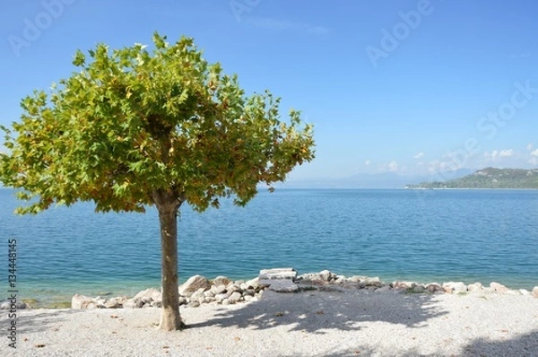 Obraz Gardasee nit Baum
