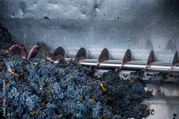 Obraz grape processing on the machine