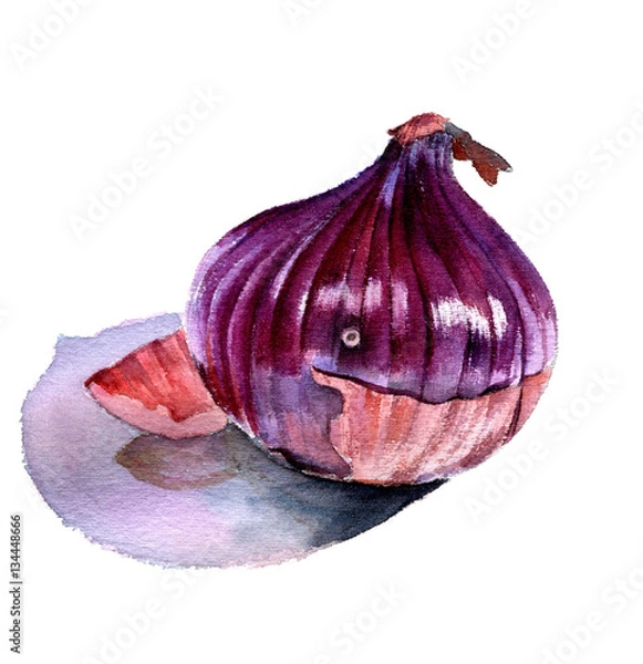 Obraz Red onion. Watercolor sketch on a white background.