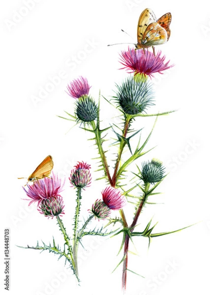 Obraz Thistle two species, with butterflies. Botanical watercolor sketch on a white background.