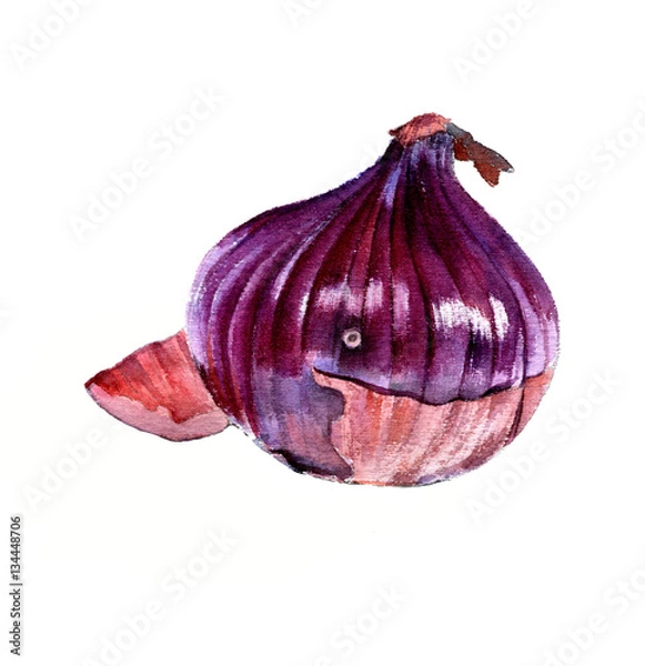 Obraz Red onion. Watercolor sketch on a white background. Isolate.