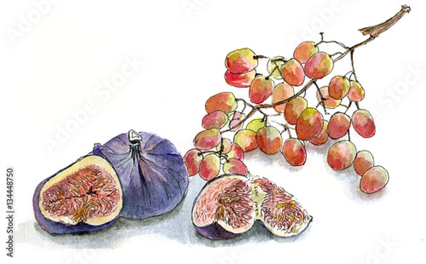 Obraz Figs and grapes, watercolor sketch hand draw on white background