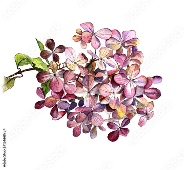 Obraz The hydrangea flower on a branch, watercolor Botanical sketch on a white background. Isolate.