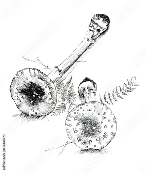 Obraz Amanita with grass sketch ink, poisonous mushrooms, vintage style botanical illustration, monochrome black line drawn