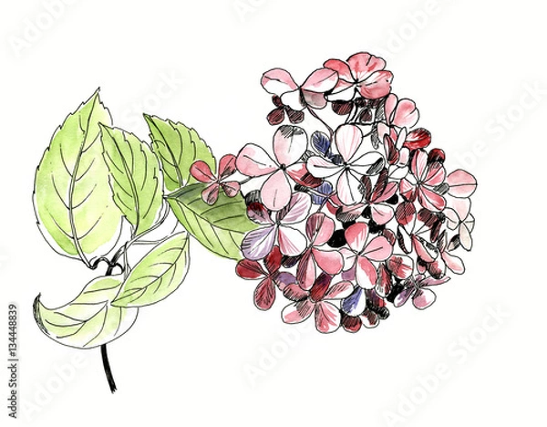 Obraz Single flower of hydrangea with leaf, isolated, hand drawn sketh