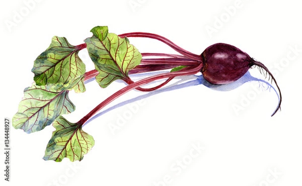 Obraz beet with leaf, watercolor painting on white background, isolated