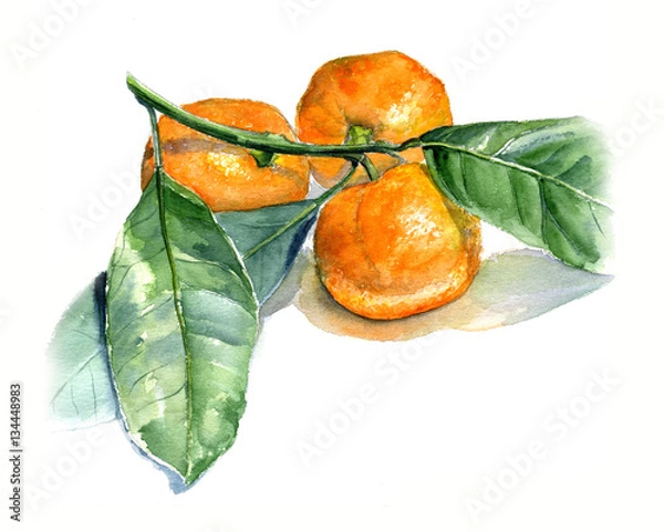 Obraz Tangerines z liśćmi. Szkic akwareli. Izolowanie na białym tle