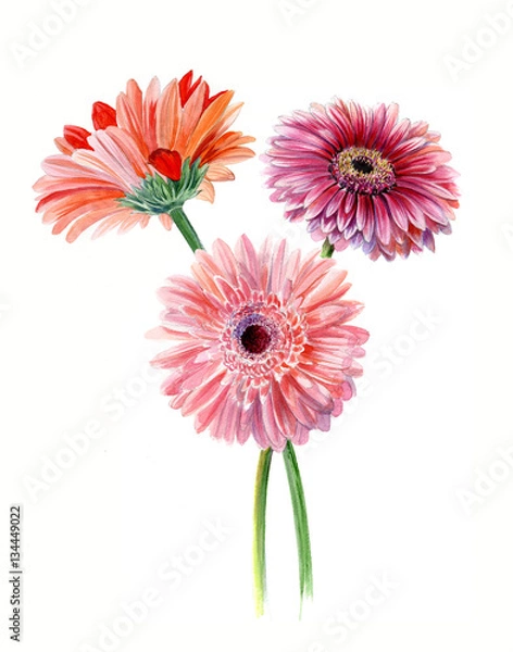 Obraz Bouquet gerberas. Watercolor sketch. Isolated on white background