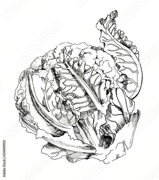 Obraz Cauliflower hand drawn ink sketch. Isolated. Vegetable engraved style illustration.