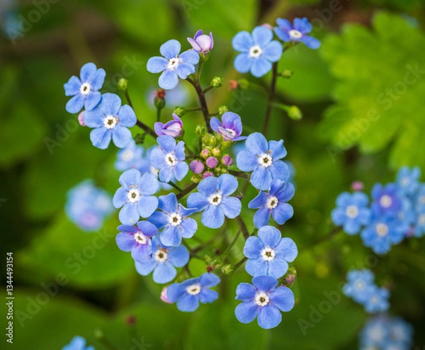 Obraz Small blooming branches of Brunnera macrophylla 'Jack Frost' in a macro shot reveal delicate blue flowers, contrasting beautifully with the vibrant green foliage in a spring garden