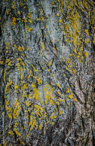 Obraz The tree trunk's textured surface, adorned with yellow algae, reveals intricate, curly cracks and patterns that seem sculpted and painted by nature itself  2