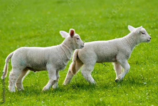 Obraz Spring lambs
