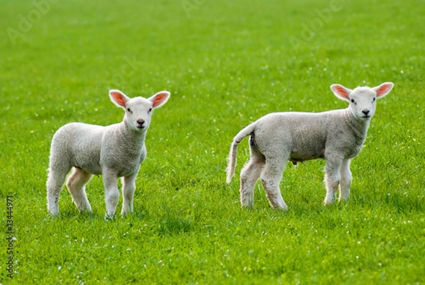 Obraz Spring lambs