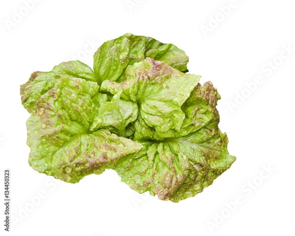 Obraz A fresh green lettuce