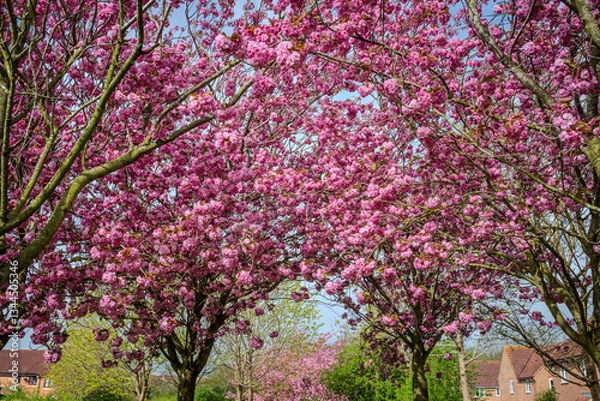 Obraz Clusters of blooming branches from several pink Prunus Kanzan cherry trees fill the frame, near a residential area in spring