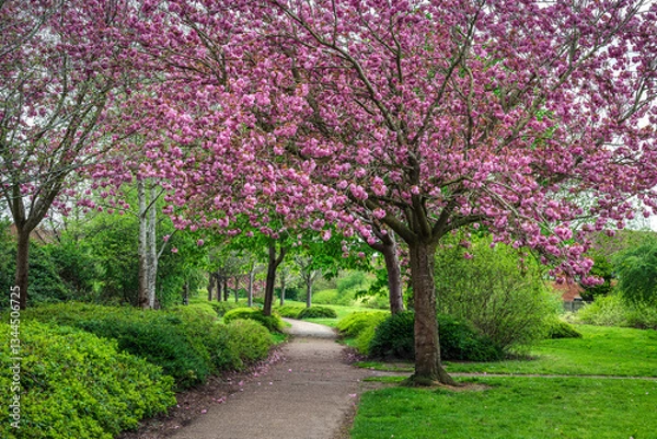 Obraz A beautiful scene of a blooming pink cherry tree stands beside a footpath, surrounded by lush greenery in spring