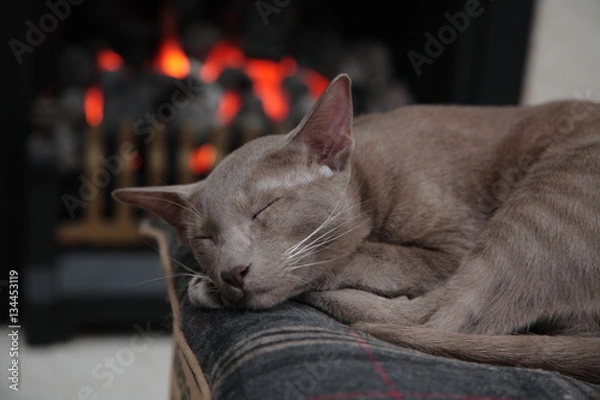 Fototapeta Kitty cat sleeping in front of fire very content