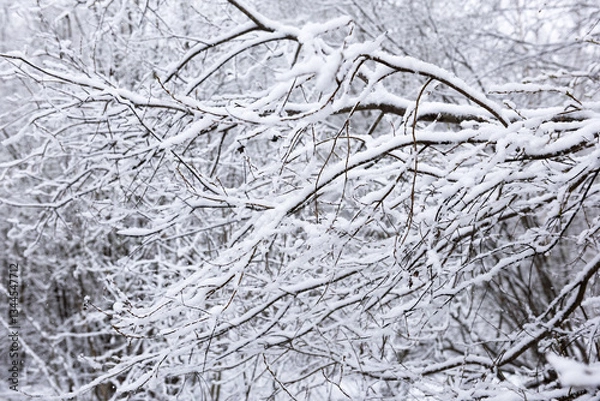 Fototapeta Snow that unexpectedly fell in May lies on the branches of trees